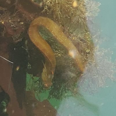 ちゃいろのこぐま