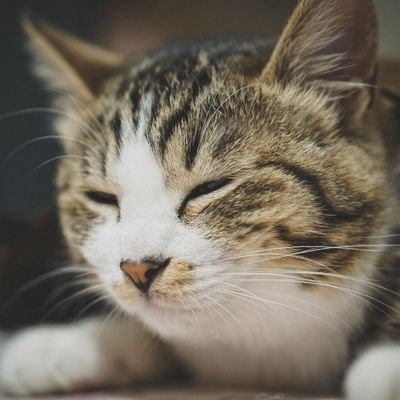 てけるん