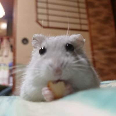 ハム